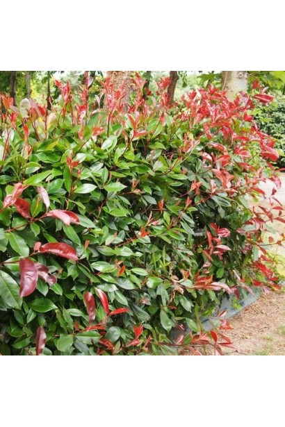 Фотинія фразера Ред Робін жива огорожа